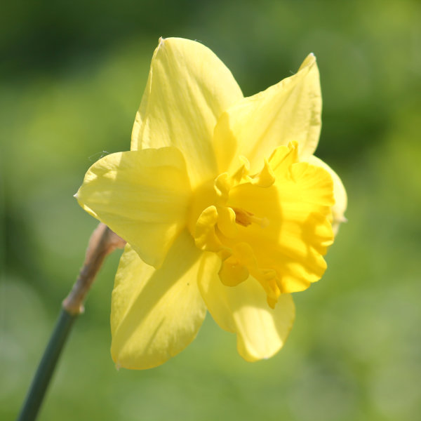 Daffodil Bulbs - Carlton